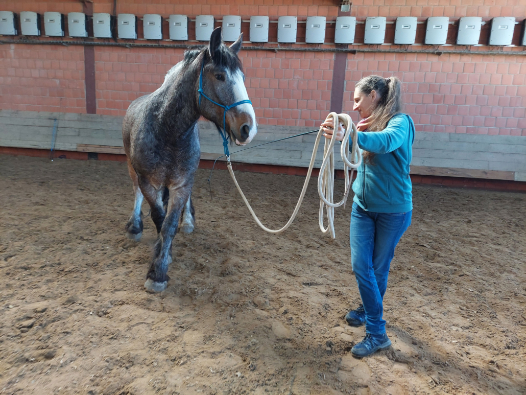 Pferd Rosenheim Bodenarbeit
