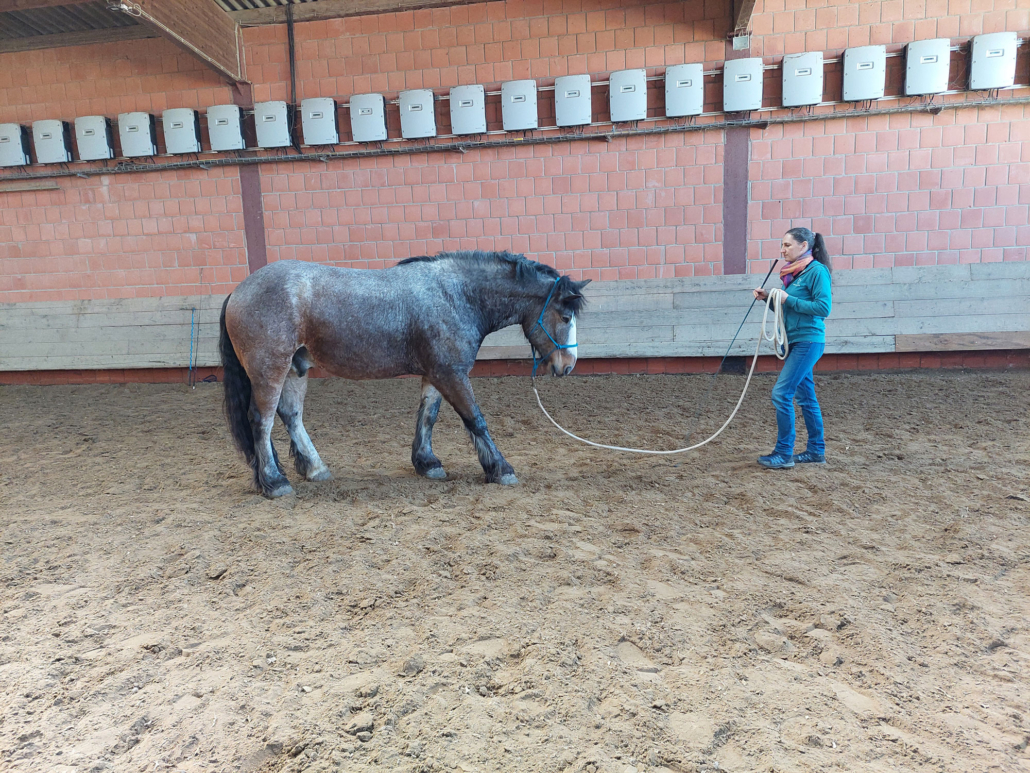 Pferd Rosenheim Bodenarbeit