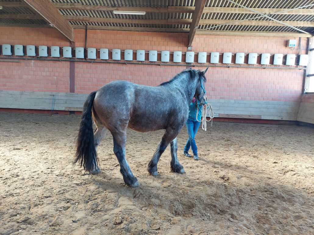 Pferd Rosenheim Bodenarbeit